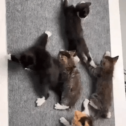 Arranhador Adesivo para Gatos