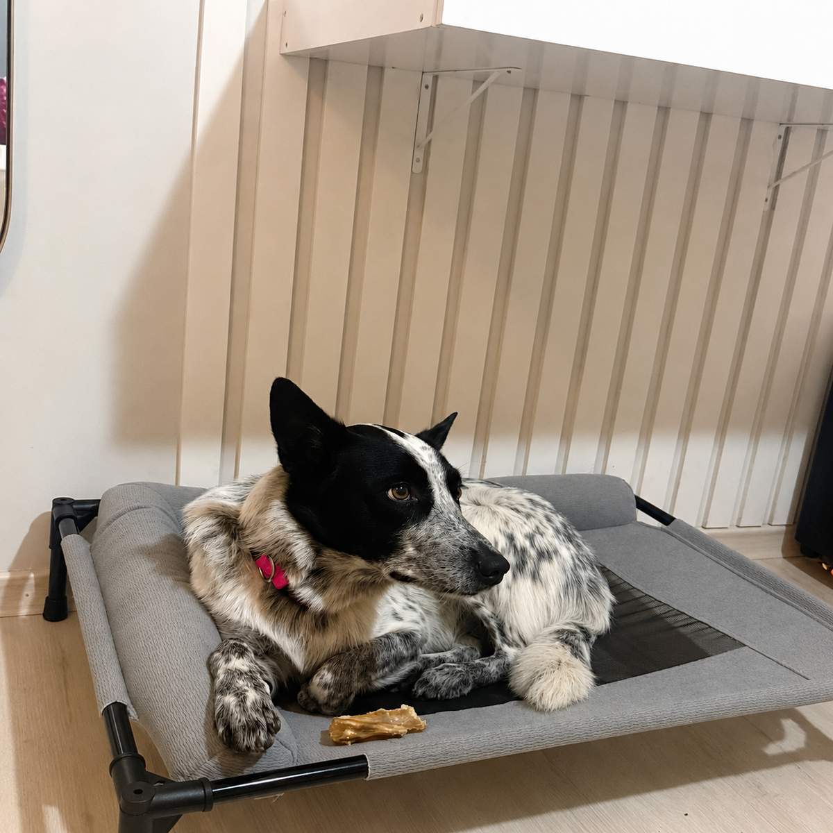 Cama Elevada Refrescante para Cães e Gatos