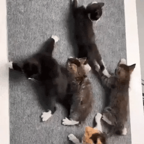 Arranhador Adesivo para Gatos