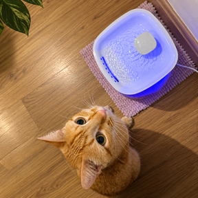 Fonte Automática Pets- Com filtro 3L