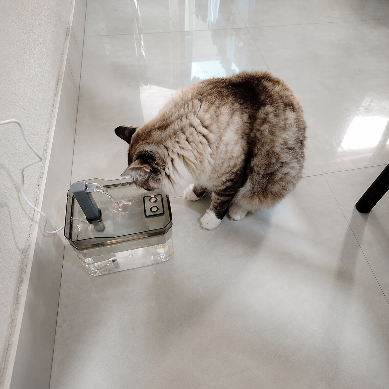 Fonte Automática para Pets com Filtro 1.5L | Bomba Silenciosa