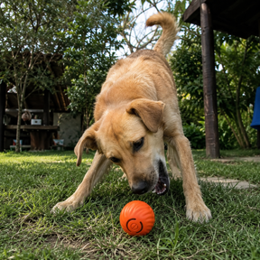 Bola Interativa Recarregável para Pets | Brinquedo Antiestresse
