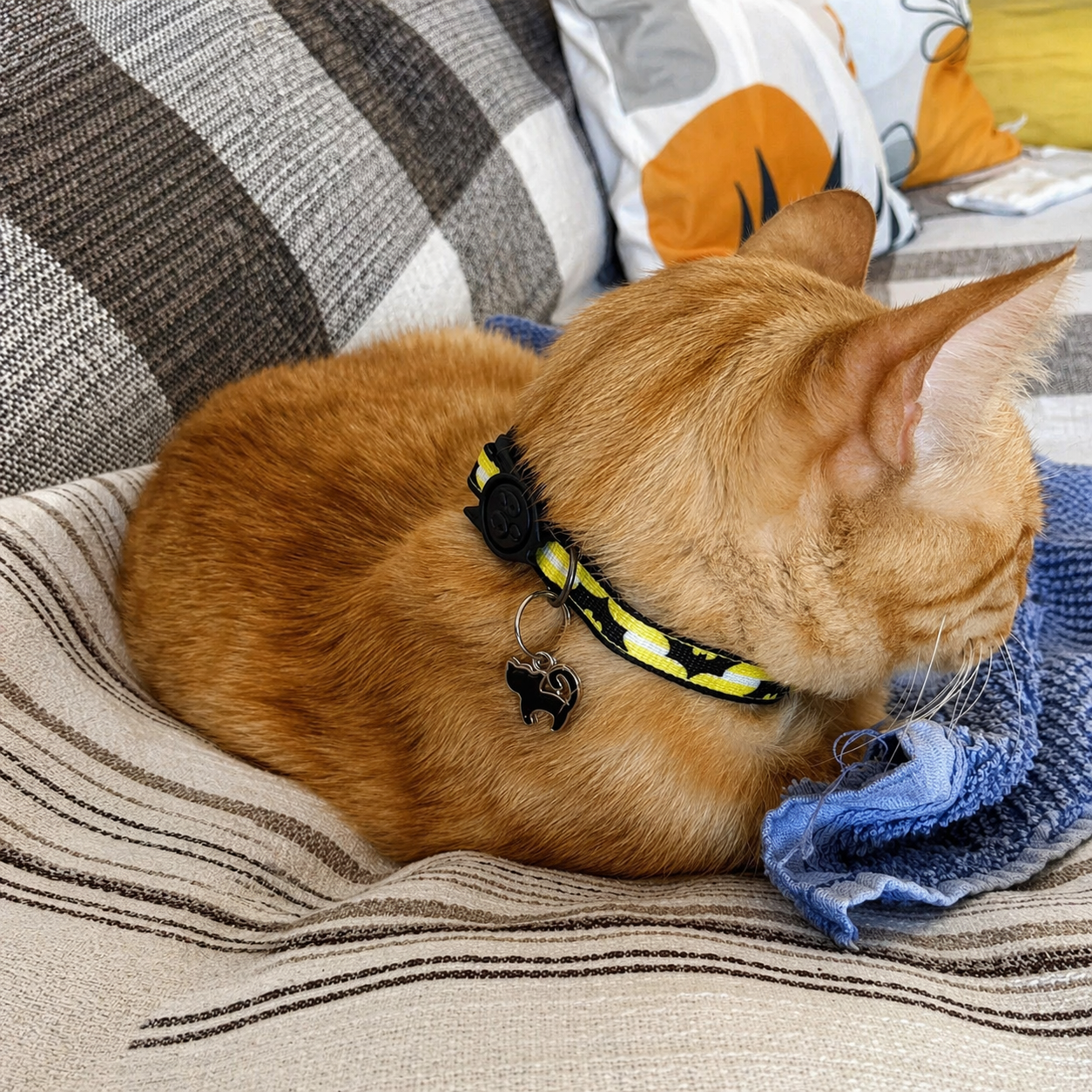 Coleira Antienforcamento Ajustável para Gatos - Estampa de Personagem