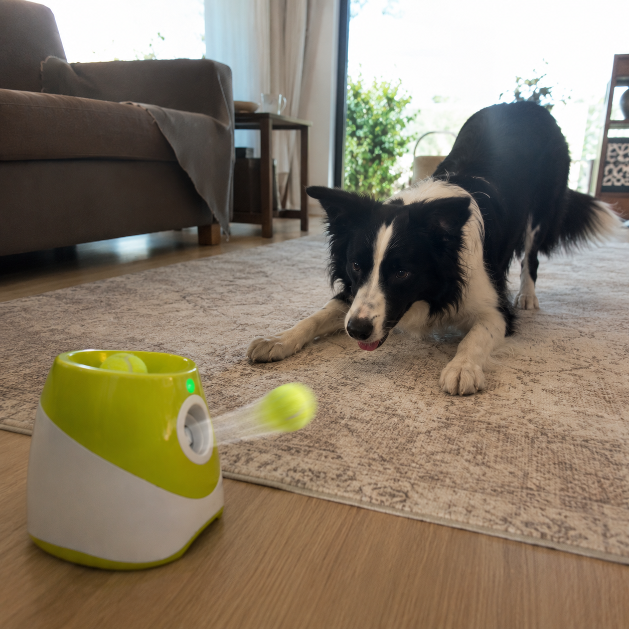 Lançador Automático para Cachorros
