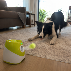 Lançador Automático para Cachorros
