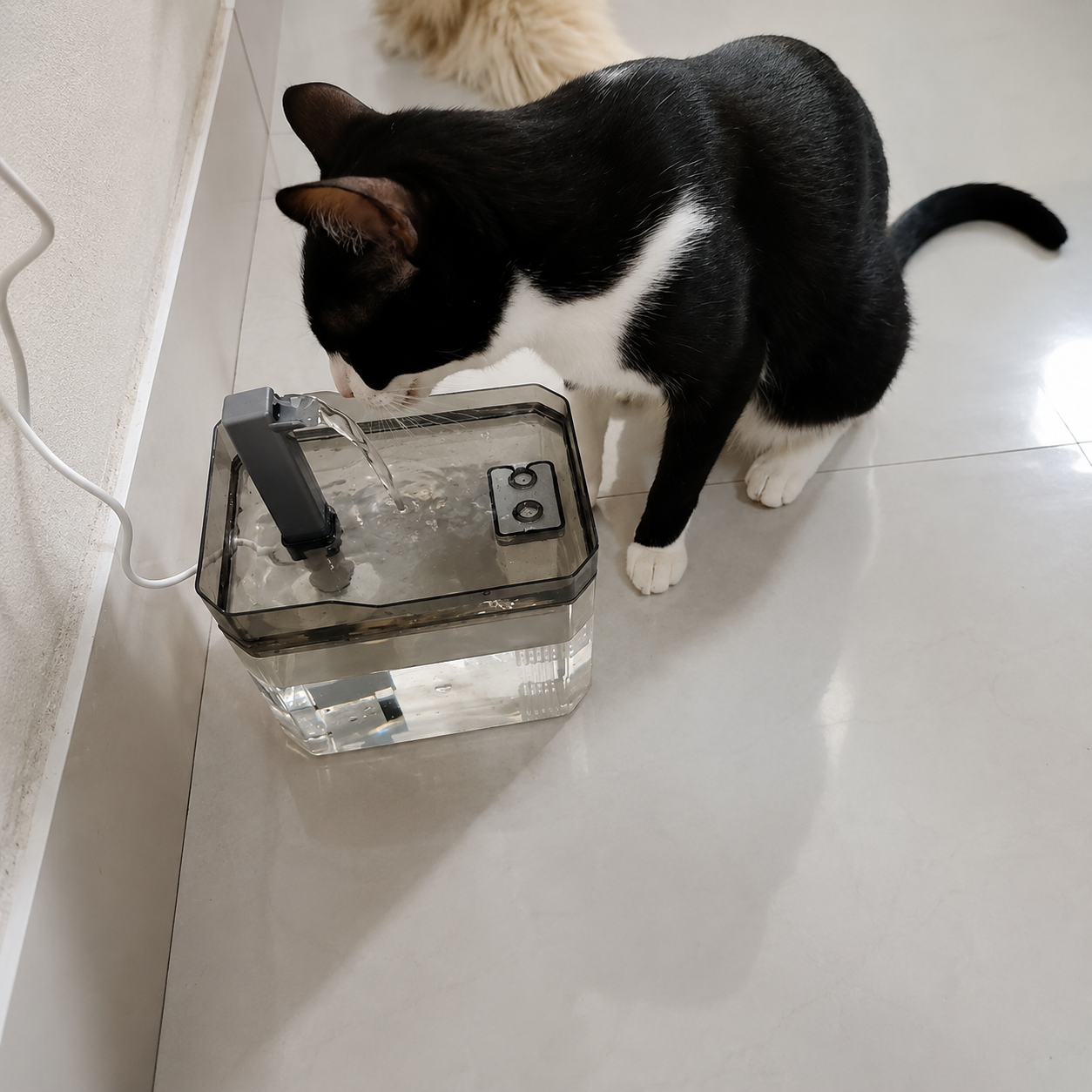 Fonte Automática para Pets com Filtro 1.5L | Bomba Silenciosa