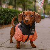 Jaqueta de Inverno Pet The Dog Face | Proteção & Estilo