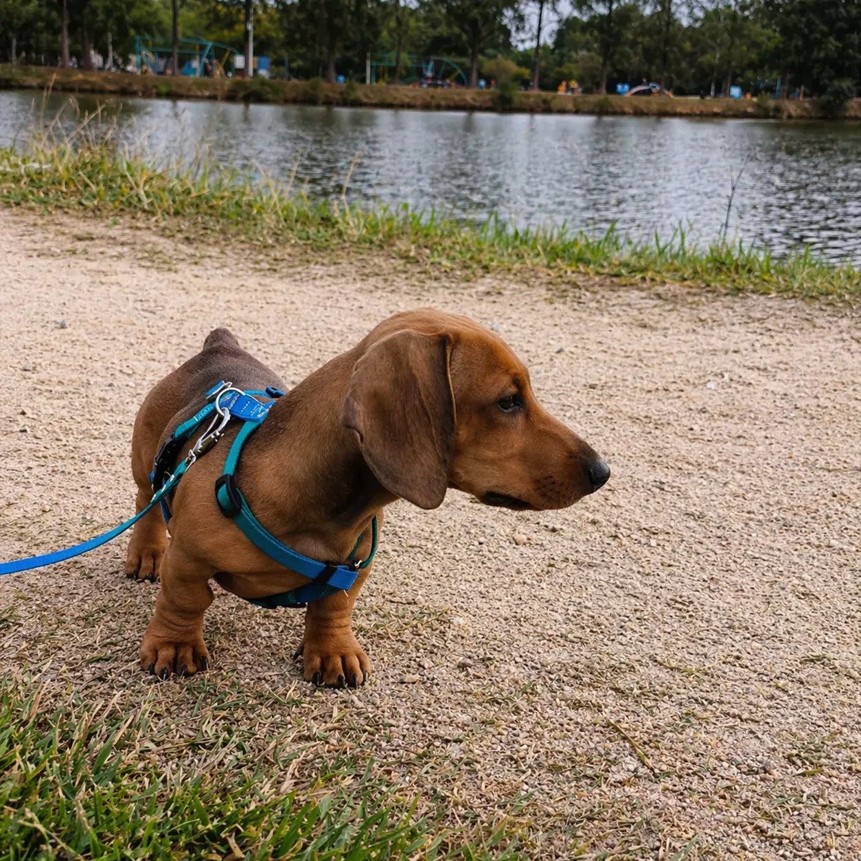 Peitoral para Cachorro e Gato Anti Fuga Ajustável – Conforto e Segurança no Passeio