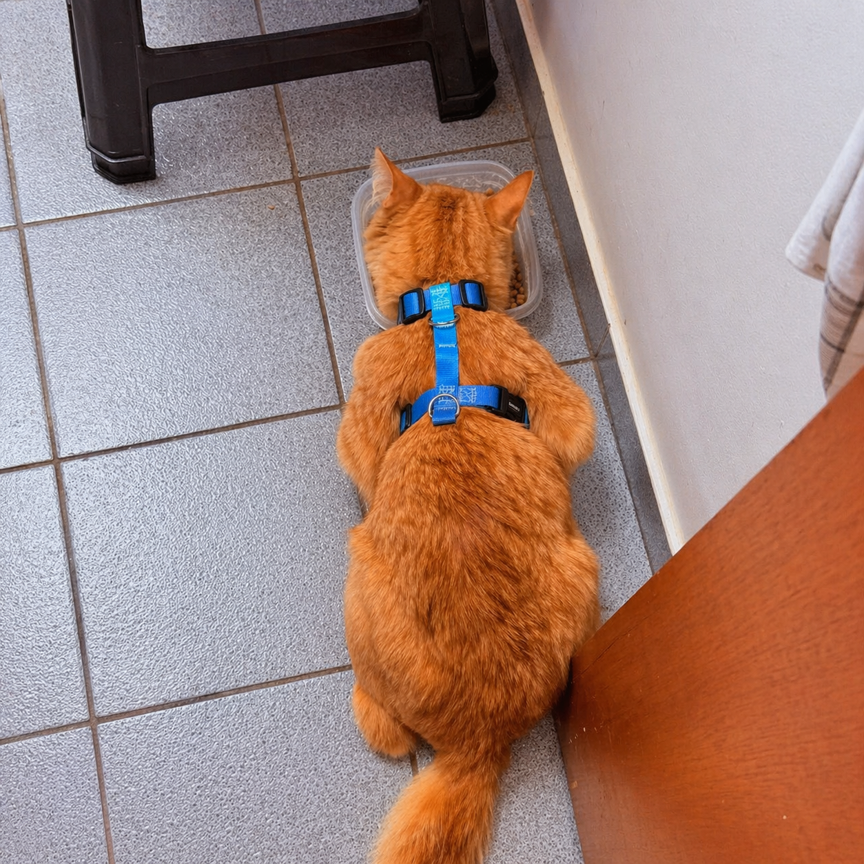 Peitoral para Cachorro e Gato Anti Fuga Ajustável – Conforto e Segurança no Passeio