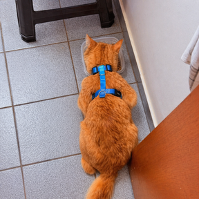 Peitoral para Cachorro e Gato Anti Fuga Ajustável – Conforto e Segurança no Passeio