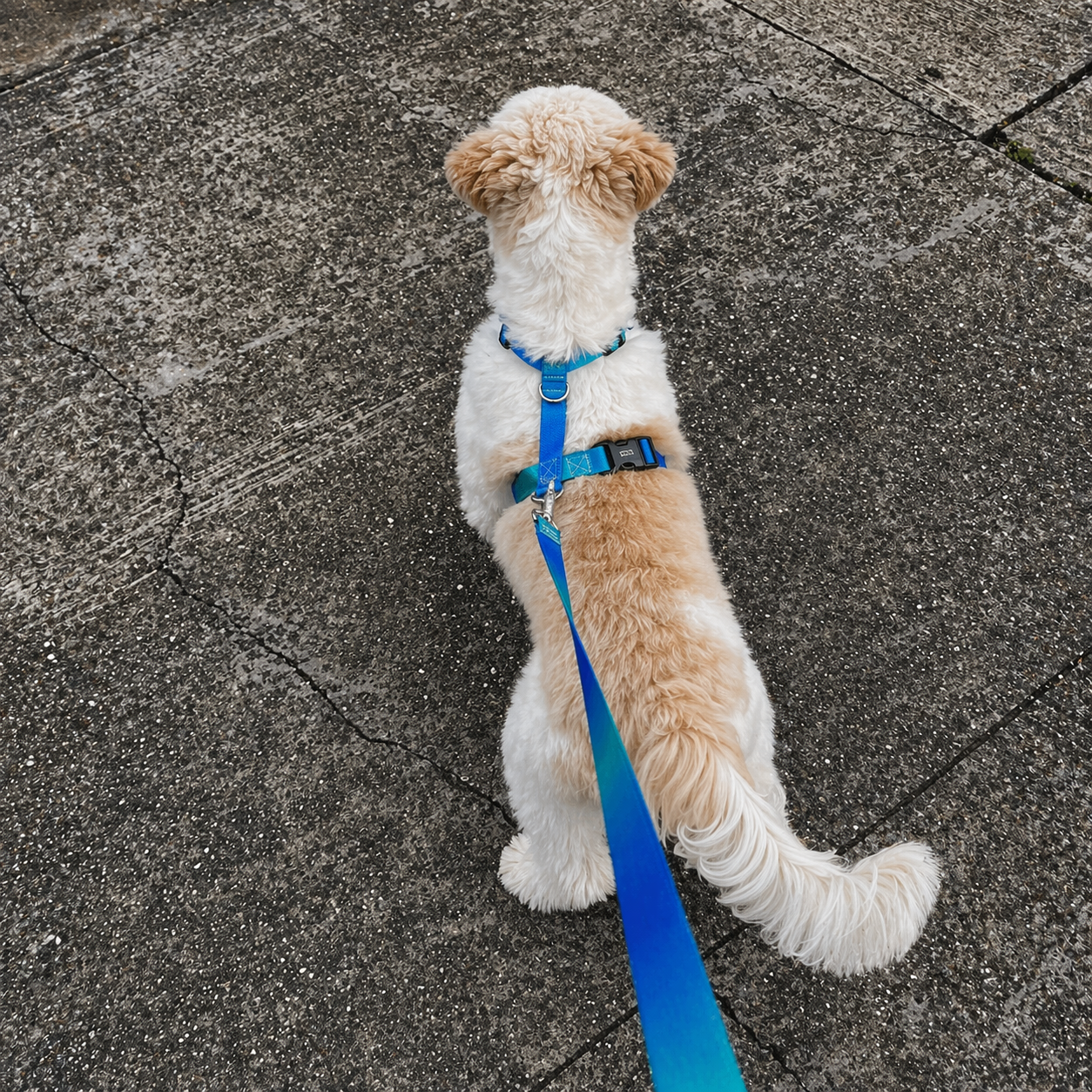 Peitoral para Cachorro e Gato Anti Fuga Ajustável – Conforto e Segurança no Passeio