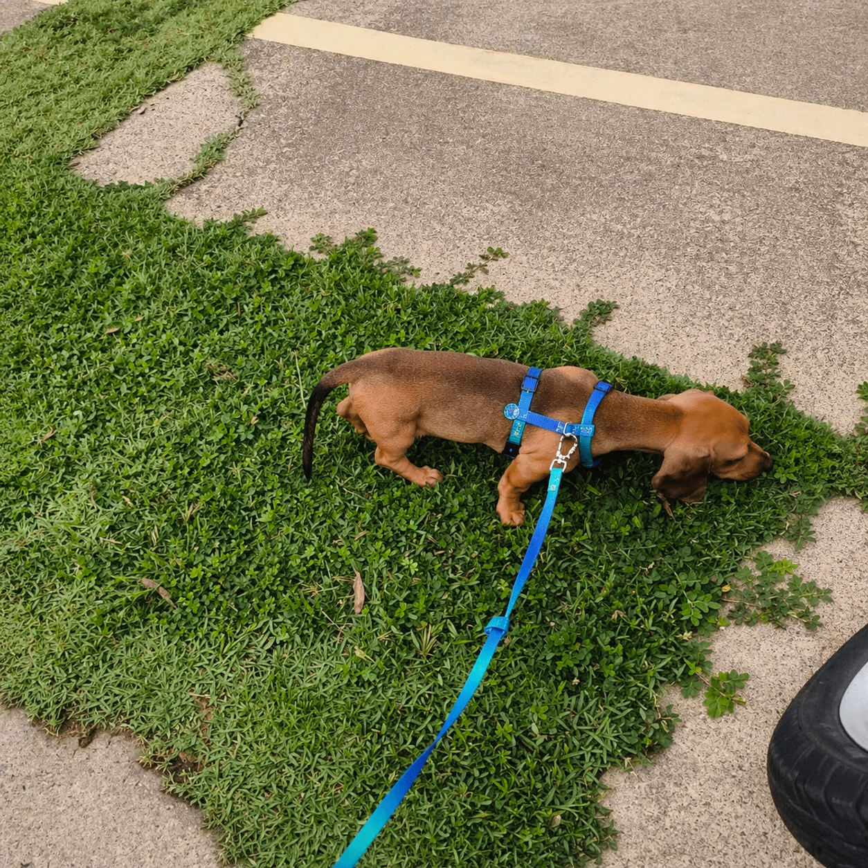 Peitoral para Cachorro e Gato Anti Fuga Ajustável – Conforto e Segurança no Passeio