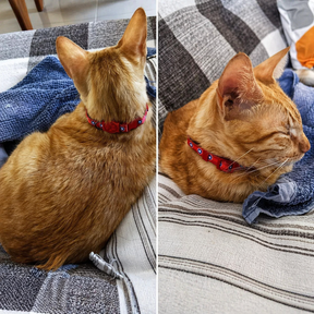 Coleira Antienforcamento Ajustável para Gatos - Estampa de Personagem