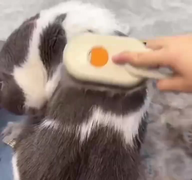 Escova A Vapor Para Gatos Cães 3 Em 1 Escovas Elétricas De Pêlos Pentes De Massagem Animais De Estimação Remoção