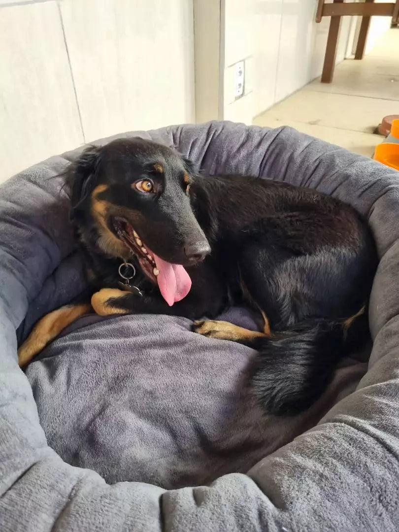 Cama Pet Nuvem Extra Macia para Cachorro e Gato