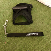 Coleira Peitoral Personalizada com Guia Amortecida