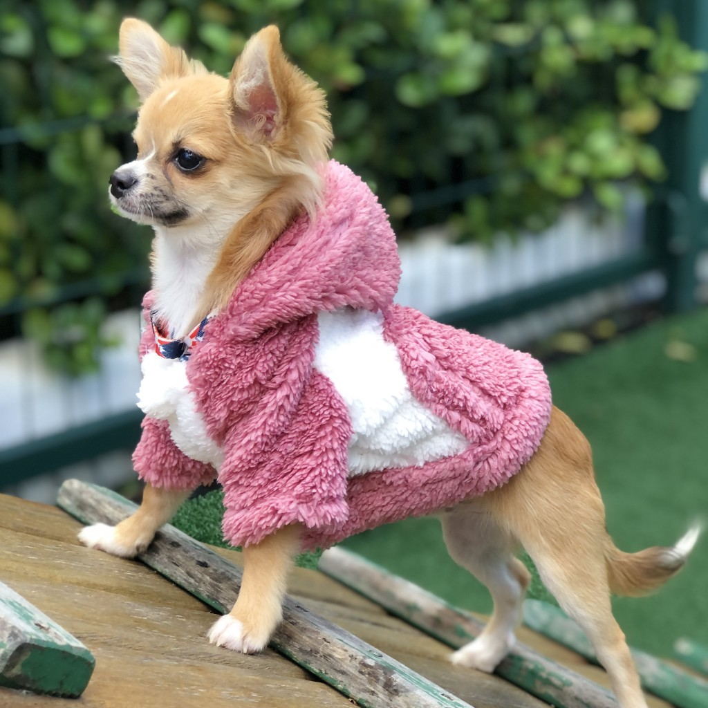 Roupinhas Pet Cachorro Gato Outono Inverno Casaco Teddy Casaquinho De Frio Para Cães e Gatos