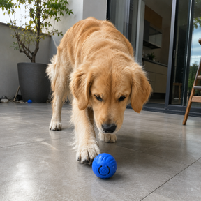 Bola Interativa Recarregável para Pets | Brinquedo Antiestresse