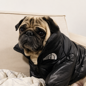 Jaqueta The Dog Face Pet | Roupa de Inverno à Prova de Vento para Cães
