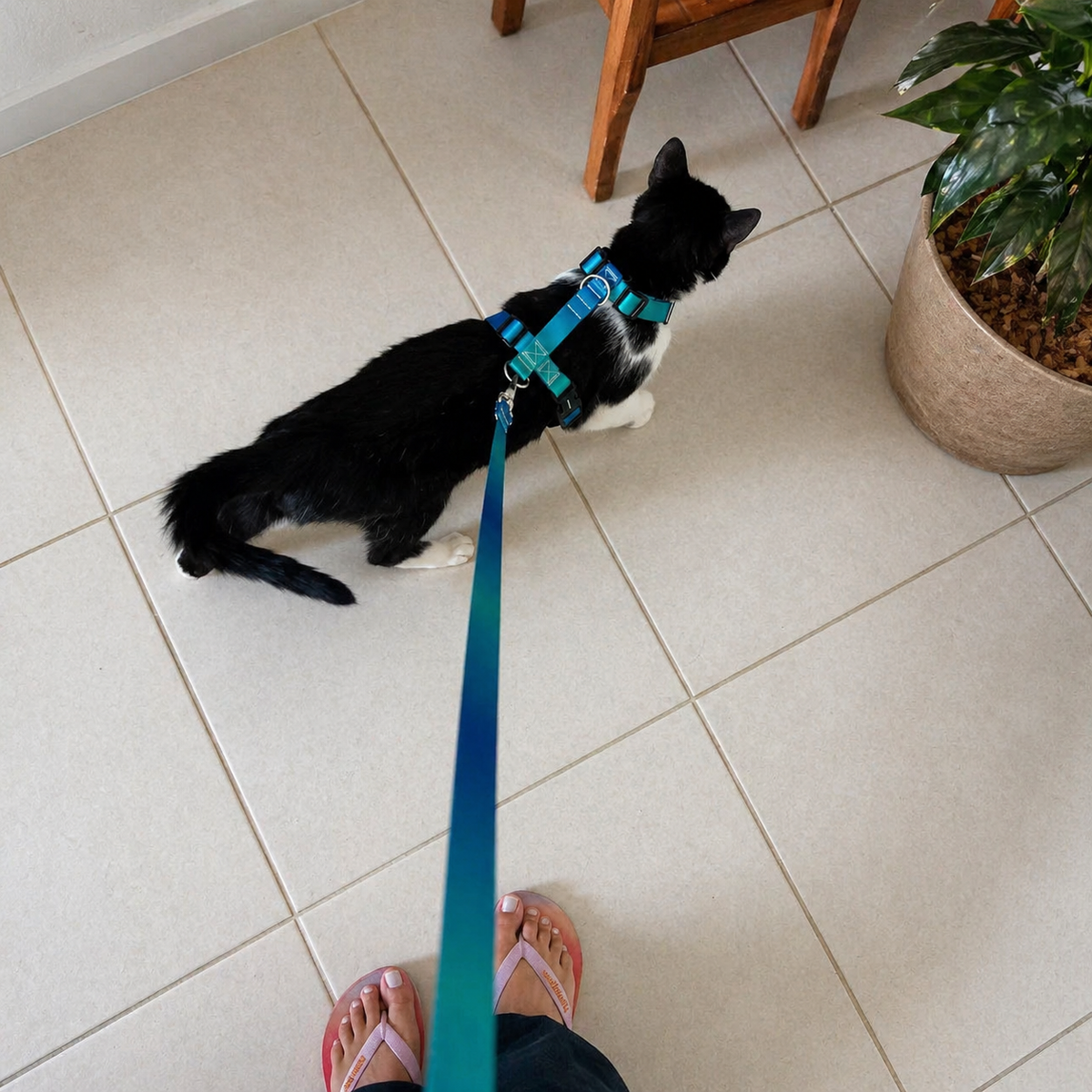 Peitoral para Cachorro e Gato Anti Fuga Ajustável – Conforto e Segurança no Passeio