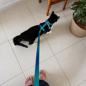 Peitoral para Cachorro e Gato Anti Fuga Ajustável – Conforto e Segurança no Passeio