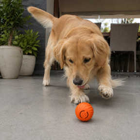 Bola Interativa Recarregável para Pets | Brinquedo Antiestresse