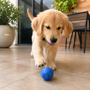 Bola Interativa Recarregável para Pets | Brinquedo Antiestresse