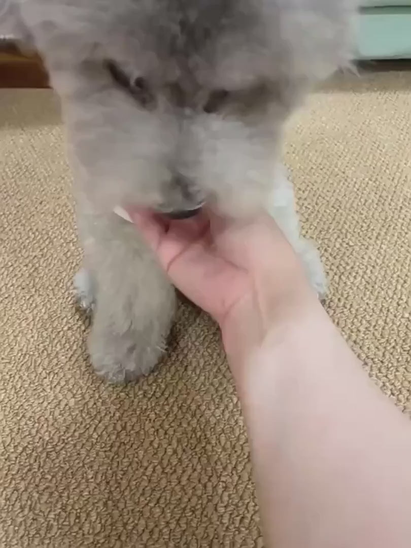 Bola Interativa Recarregável para Pets | Brinquedo Antiestresse