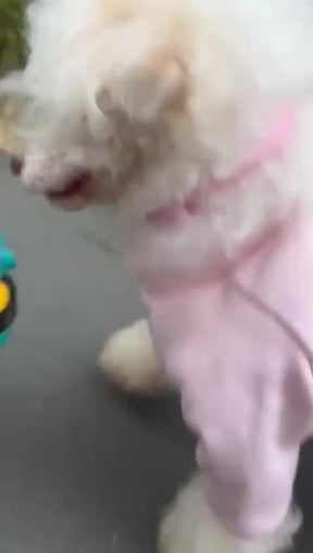 Brinquedo Interativo Dispenser de Petiscos para Gatos- RabbitFeeder