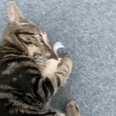 Pássaro Interativo com Som Real para Gatos